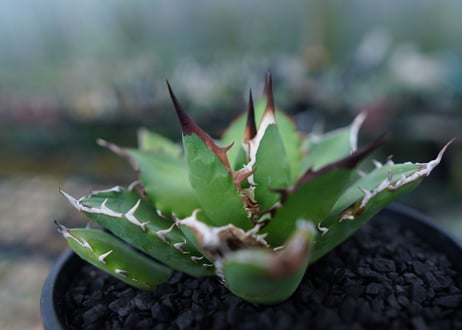 アガベ　チタノタ　Agave titanota　No.4