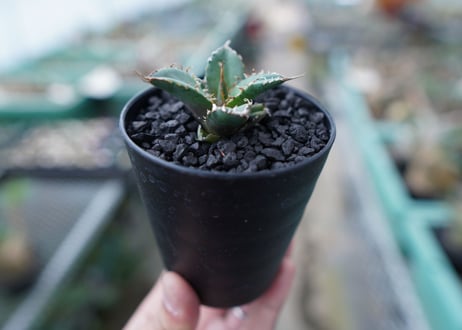 アガベ　チタノタ　FO-76　Agave titanota  FO-76　No.25