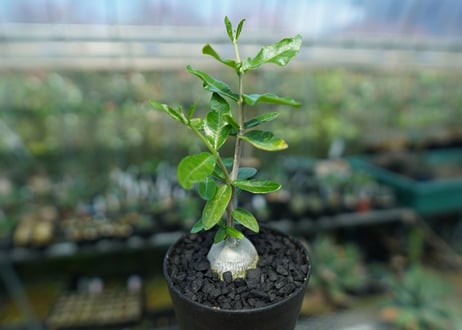 フォッケア　エデュリス　”火星人”　Fockea edulis  No.2