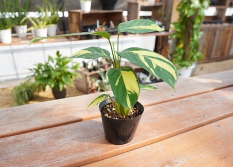 カラテア　クテナンテ　ルベルシアーナ　Ctenanthe lubbersiana