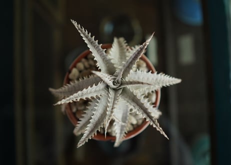 ディッキア　ハイブリット　Dyckia Hyb.