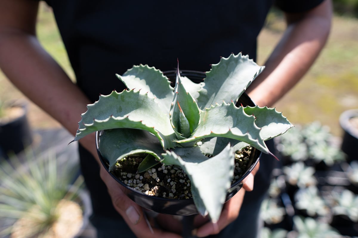 Agave Mr Ripple | mana's green:塊根植物販売|マナズグリーン