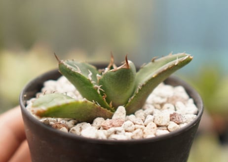 Agave titanota ”arrow”　カキコ　No.5