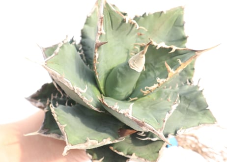 Agave titanota FO-76 compacta dwarf  no.6