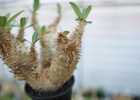 パキポディウム　デンシフローラム　Pachypodium densiflorum　No.4