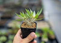 パキポディウム エブレネウム 国内実生株 №2 | mana's farm:塊根植物