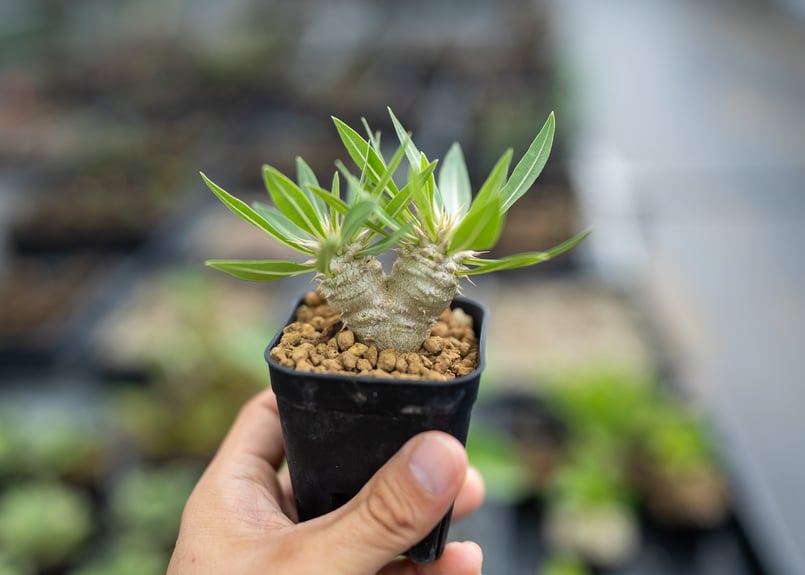 実生7年　パキポディウム　デンシフローラム パキポディウム デンシフローラム 沖縄実生 | mana's farm:塊根植物