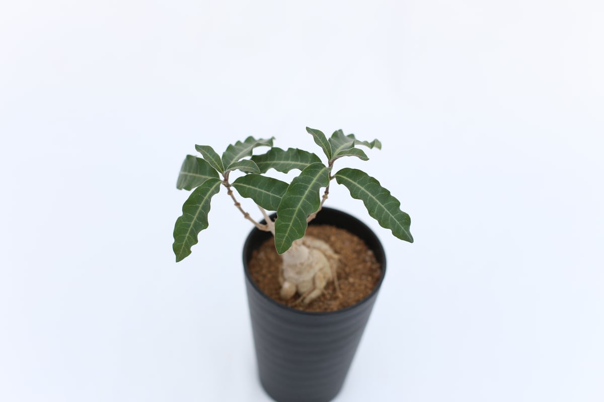 ラフィオナクメ　ベルチナ　巨大　塊根植物 ラフィオナクメ ベルチナ 巨大 塊根植物