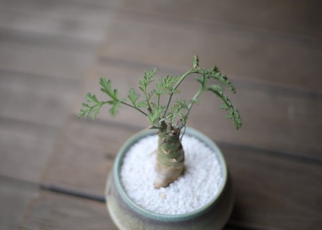 ぺラルゴ二ウム　カルノーサム　Pelargonium carnosum