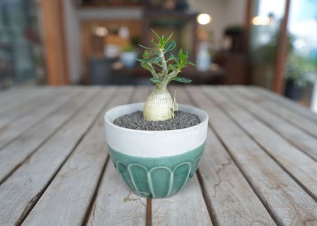 パキポディウム　サキュレンタム　Pachypodium succulentum