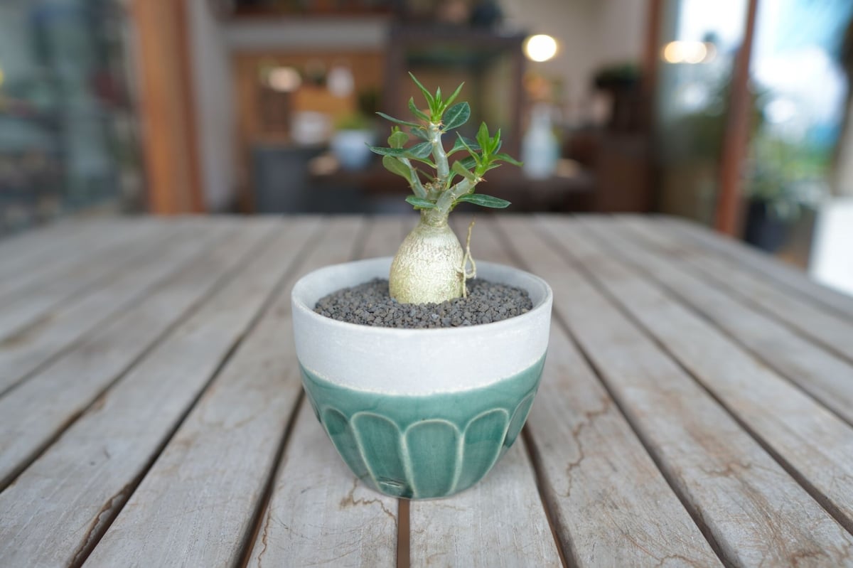 パキポディウム サキュレンタム Pachypodium succulentum | mana'