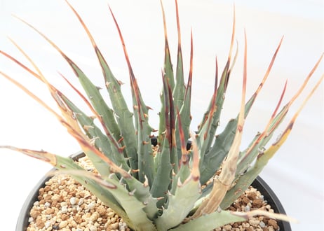 Agave utahensis var eborispina