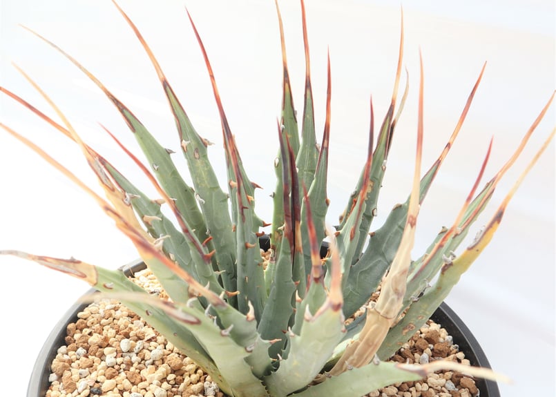 Agave utahensis var eborispina | mana's farm:塊根