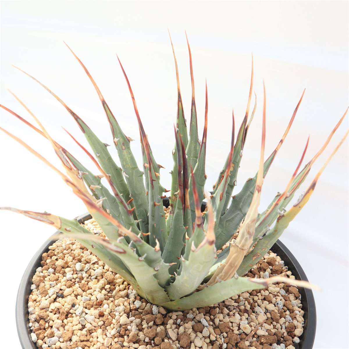 Agave utahensis var eborispina | mana's farm:塊根