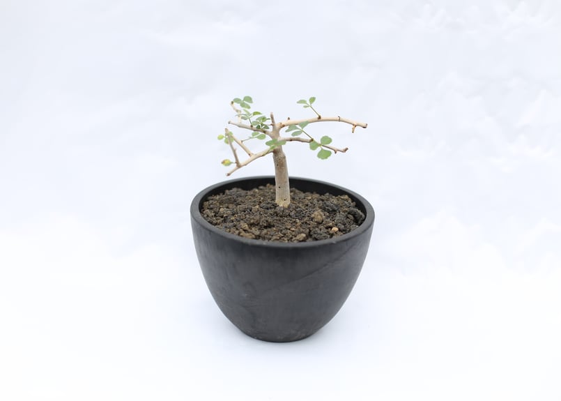 コミフォラ カペンシス | mana's farm:塊根植物・アガベ・ドライ