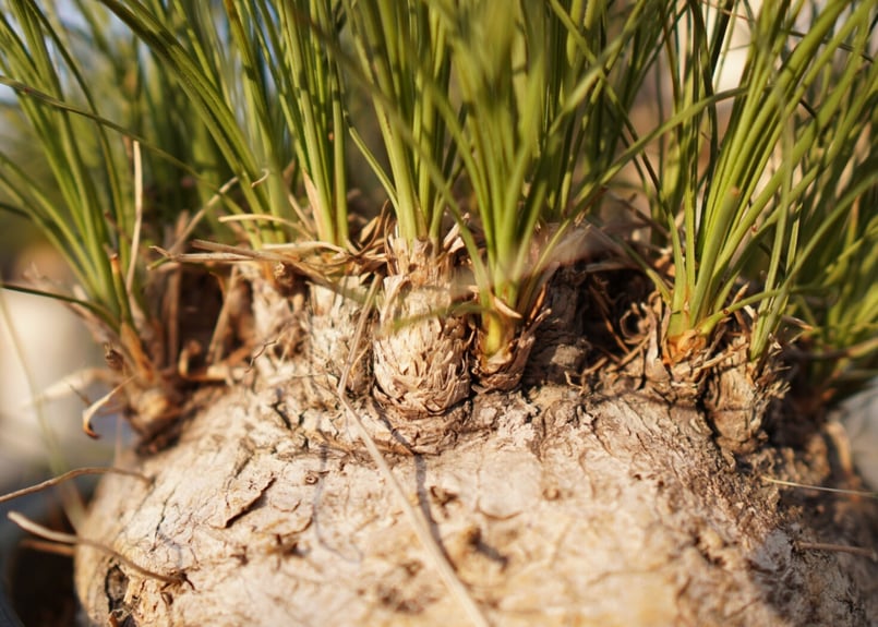 耐寒性№1】カリバナス フーケリー No.3 | mana's farm:塊根植物