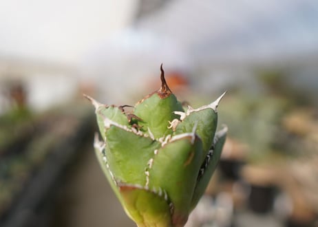 agave titanota FO-76  No.13