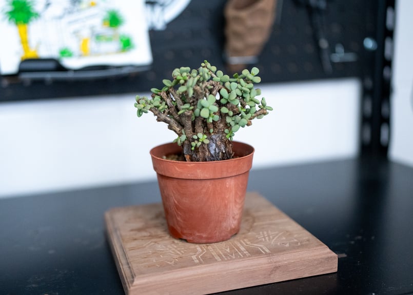 ケラリア ピグマエア 沖縄管理株 | mana's farm:塊根植物・アガベ