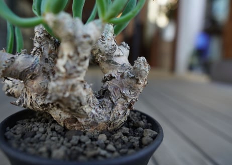 チレコドン　万物想　Tylecodon reticulatus