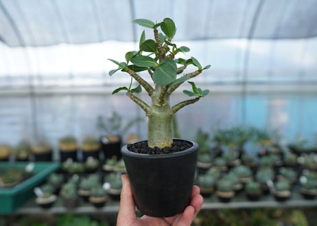アデニウム　Adenium　No.16
