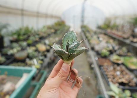 【抜き苗】アガベ　チタノタ　ライオンズメーン　Agave titanota Lion's Mane