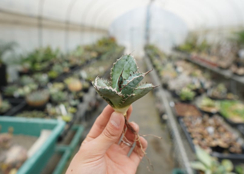 抜き苗】アガベ チタノタ ライオンズメーン Agave titanota Lion's Ma