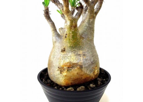 Pachypodium Gracilius パキポディウム  グラキリス  №5