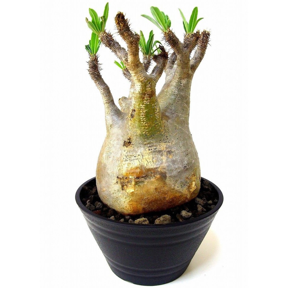 パキポディウム グラキリス Pachypodium gracilius ⑤ Pachypodium Gracilius パキポディウム グラキリス №5 | mana