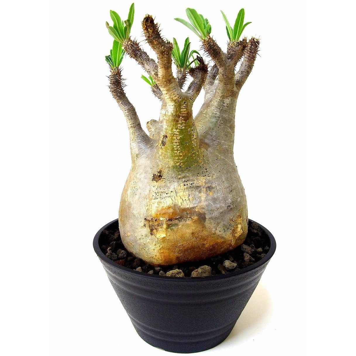 パキポディウム グラキリス Pachypodium gracilius ⑤ Pachypodium Gracilius パキポディウム グラキリス №5 | mana