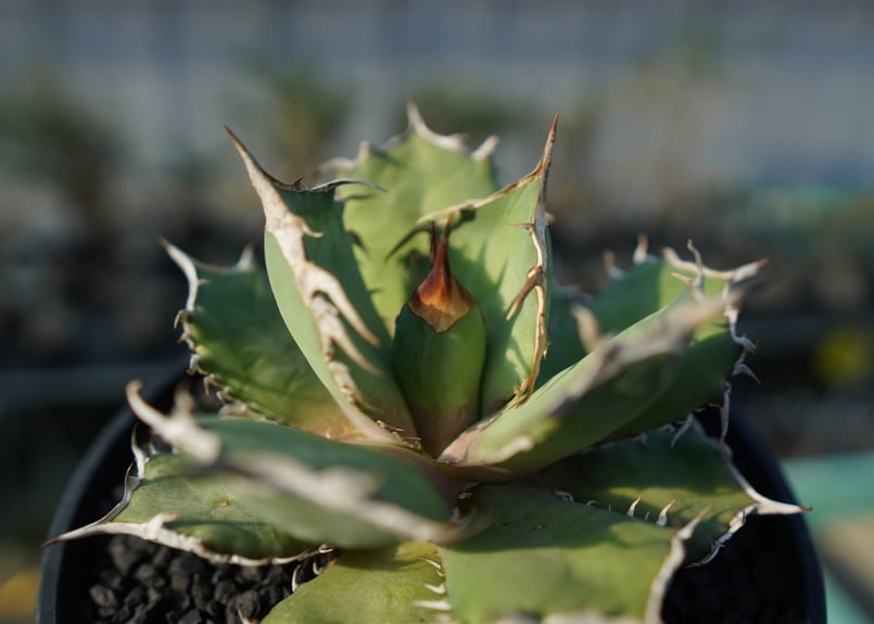 AGAVE OTEROI y.k01 イラン選抜株 - 植物/観葉植物