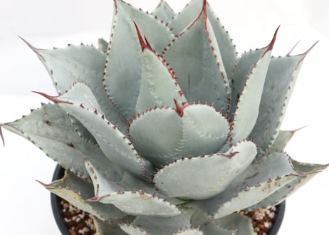 Agave pygmaea 'Dragon Toes'