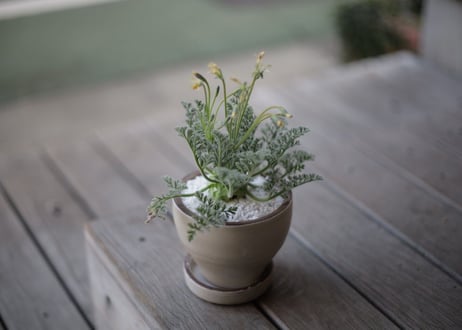 ぺラルゴ二ウム アッペンディクラツム 　Pelargonium appendiculatum