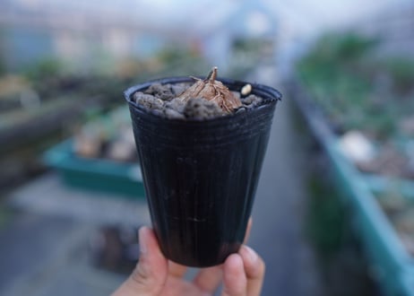 亀甲竜　Dioscorea elephantipes　No.4