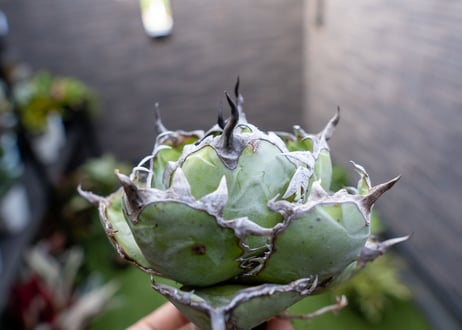 Agave B&B A NO.4