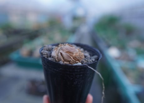 亀甲竜　Dioscorea elephantipes　No.5