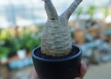【未発根】パキポディウム　グラキリス　 Pachypodium Gracilius  No.35