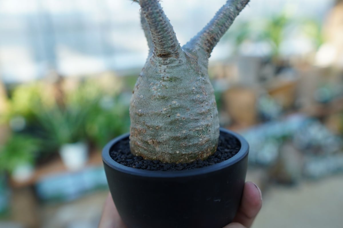 パキポディウム グラキリス Pachypodium gracilius ③ パキポディウム グラキリス Pachypodium Gracilius No.3 | mana