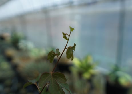 アデニア　イサロエンシス　Adenia isaloensis