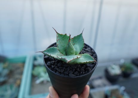 アガベ　パラサナ×ホリダ　agave parasana×horrida