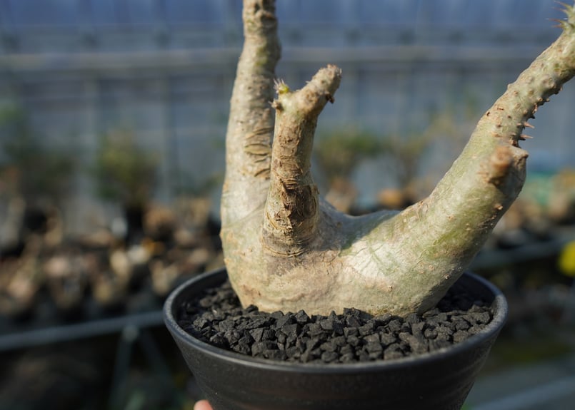 パキポディウム マカイエンセ Pachypodium makayense No.5 | man