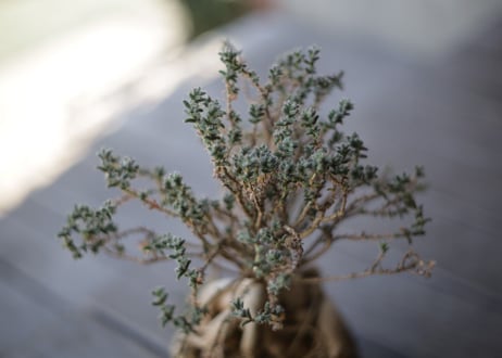 姫紅小松　Trichodiadema bulbosum