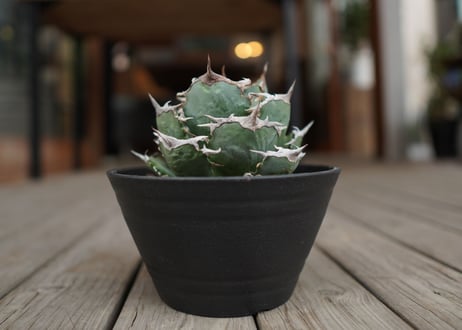 agave titanota　FO76　強棘type