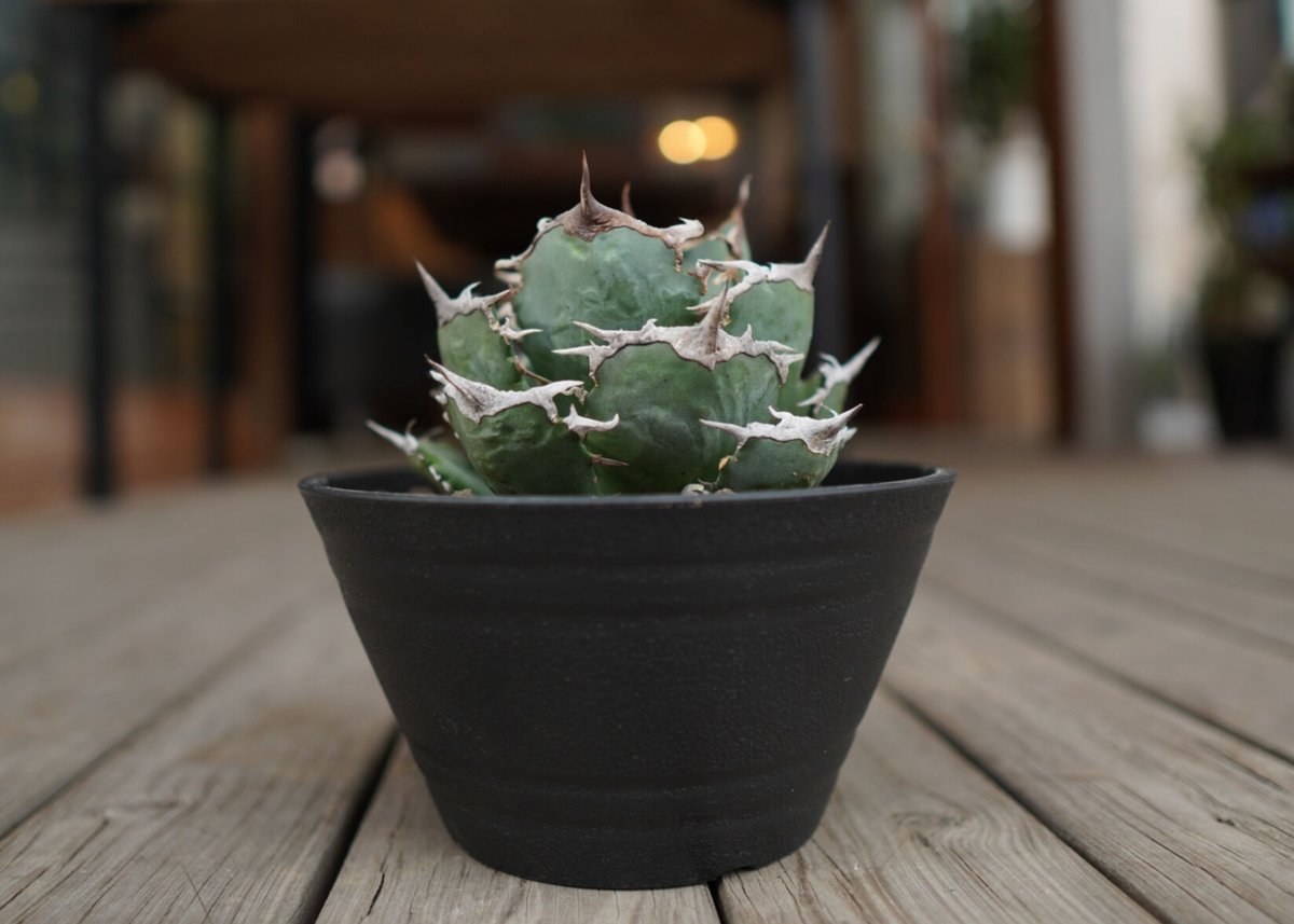 agave titanota FO76 強棘type | mana's green:塊根植物販 agave titanota FO76 強棘type | mana's green:塊根植物販