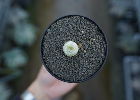 パキポディウム　恵比寿笑い　Pachypodium brevicaule　No.4