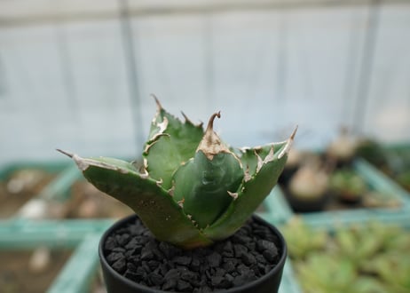 アガベ　チタノタ　白火焔　agave titanota white fire