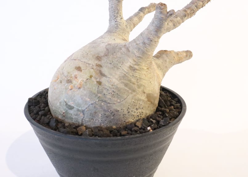 中型 塊根植物 パキポディウム　グラキリス 我が家の塊根植物🪴 パキポディウムグラキリス 現地球 ダイソー