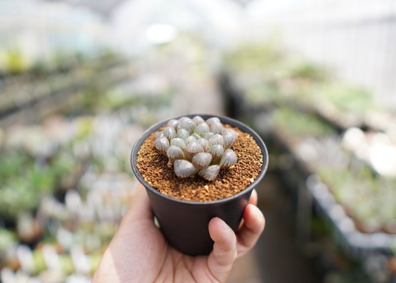 紫オブツーサ | mana's farm:塊根植物・アガベ・ドライガーデン植物