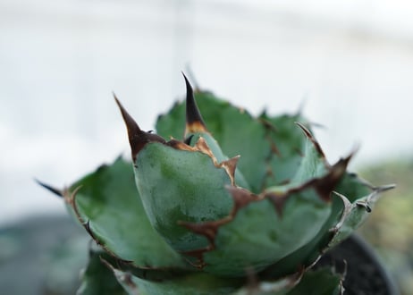 アガベ　チタノタ　 ブラックアンドブルー 　Agave titanota black and blue　NO.4