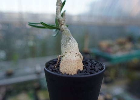 パキポディウム　ビスピノーサム　Pachypodium bispinosum