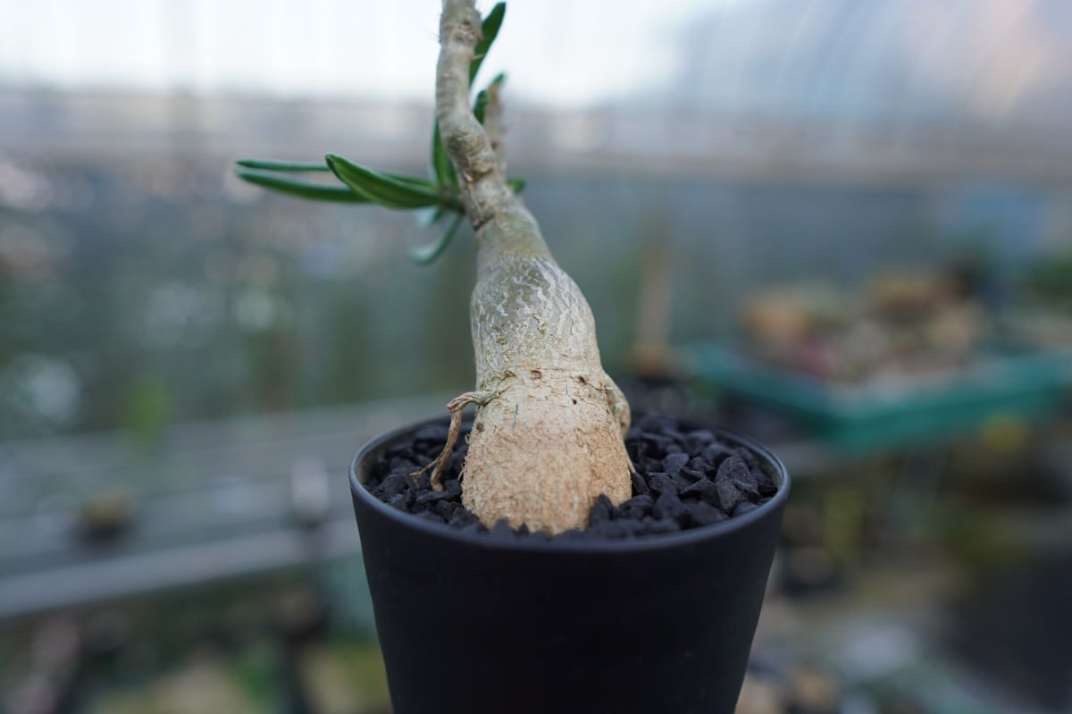 パキポディウム ビスピノーサム Pachypodium bispinosum | mana's